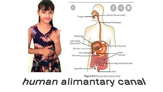 Human alimentary system [upl. by Enelad]