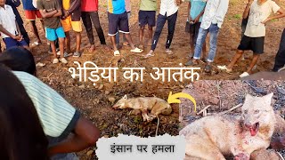 Vlog 20  WOLF Attack on boy  human at Gola Jharkhand bhediya wildanimals villagevlogs [upl. by Allerim]