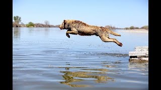 Best Funny Dogs Jumping Into Water [upl. by Julee]