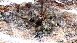 MotherEating Spiders Matriphagy in Amaurobius ferox [upl. by Marco]