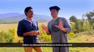 Pashto New HD Song Ka Lare Bajawar Ta 2015 By Bakhtiar Khattak [upl. by Ilek]