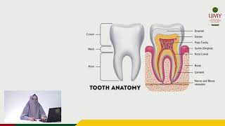 Odontogenesis part 1  Dr drg Erlina Sih Mahanani MKes [upl. by Elnukeda]