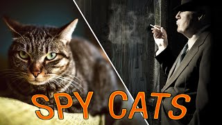 How The CIA Tried Using Cats As Spies [upl. by Onairotciv740]