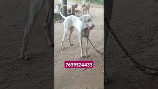 Rajapalayam dog show quality Call me 7639524433 [upl. by Sremlahc]