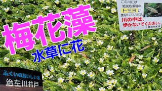 【花が咲く水草、梅花藻が繁殖。更に絶滅危惧種 淡水魚のトミヨが生息している治左川】（福井県） [upl. by Stuckey]