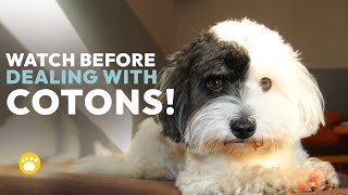 Coton de Tulear History Temperament Health amp Grooming [upl. by Eleni]