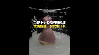 當你不小心把一根新鮮大雞腿，掉到濃硫酸裡怎麼辦 科普一下 漲知識 化學實驗 內容啟發搜索 [upl. by Wesla494]