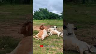 Cattle Farming In Ghana 🇬🇭 africa cattle shorts [upl. by Hibbitts175]