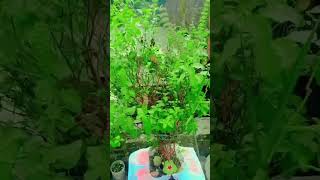 tulsi Puja karne se sabhi kast mit jatitrending video viralvideo [upl. by Engis]