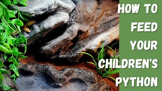 How to feed your Childrens Python Info you need to know [upl. by Paloma626]