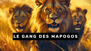 La troupe de lions la plus meurtrière ayant jamais existé  Les lions Mapogos 🐾 [upl. by Cele74]