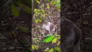 Piebald buck… shoot or pass 🦌deerhunt deer [upl. by Besnard]