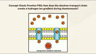 AP Bio Respiration Project ETCChemiosmosis [upl. by Aylat638]