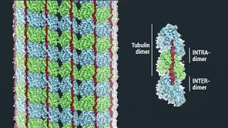 Tautally Microtubular [upl. by Ominoreg]