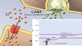 Chapter 12 EPSP IPSP and Summation [upl. by Maud]