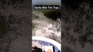 Easily Bite The Trap fishinglife fishtank fisherman fishvideo river aquarium catfish fish [upl. by Marcia278]