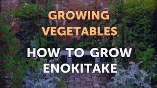 How to Grow Enokitake [upl. by Kirsch]