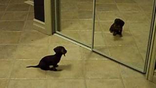 Mini Dachshund Puppy Vs Mirror [upl. by Chevalier]