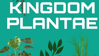 The Plant Kingdom Get a quick yet detailed overview of everything in it LogicalBioSphere [upl. by Gamali]