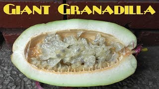 Giant Granadilla Review Passiflora quadrangularis  Weird Fruit Explorer Ep 223 [upl. by O'Hara7]