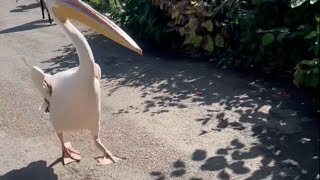 Chaos unfolds Pelicans began to chase a family in the park  WooGlobe [upl. by Sonitnatsnok]