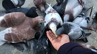 A Day in the Life of Young Racing Pigeons  کبوتر بازی [upl. by Schilt354]