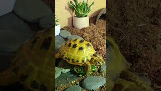 Trunky the Horsefield Tortoise happy day veronikakoleva2372 shorts happy pets positivevibes [upl. by Aslin754]