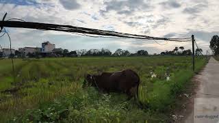 Farm Life What Does a Day Look Like on a Lively Animal Farm [upl. by Humpage]