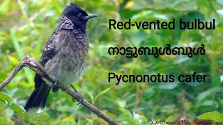 Red vented bulbul നാട്ടുബുൾബുൾ Pycnonotus cafer [upl. by Hogle68]