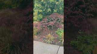 Dramatic Japanese laceleaf maple pruning in Bothell WA  Late June [upl. by Reinhardt]