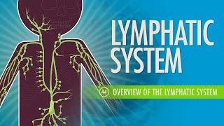 Lymphatic System Crash Course Anatomy amp Physiology 44 [upl. by Anuahc]