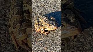 The northern leopard frog birdnoises minnesotawildlife [upl. by Itsrik]