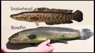 Snakehead Identification [upl. by Gnuhc]