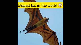 Worlds biggest bat 🤯  the giant golden crowned flying fox  shorts viral facts animal [upl. by Jacquelin311]