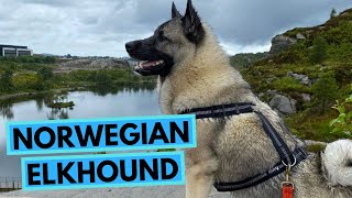 Norwegian Elkhound  TOP 10 Interesting Facts  Norsk Elghund [upl. by Leonard862]