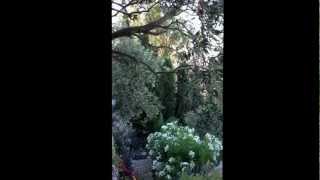 John Stefanidis Garden on the Greek Island of Patmos [upl. by Inavoig]