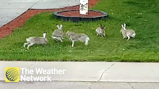 Bunny battle for the rights to rule this Alberta neighbourhood [upl. by Ergener460]