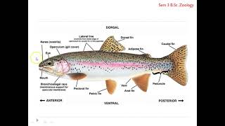 Superclass Pisces Characteristics amp Classification [upl. by Feliks]