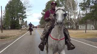 Singlefooting Flea Bitten Gray Tennessee Walking Horse [upl. by Nilyarg]