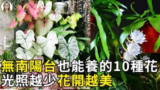 这10种漂亮花怕太阳，越晒越会死，少晒才开花，没有南阳台也能养  花花世界 [upl. by Aicilav934]