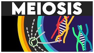 Meiosis Animation  Cell Cycle and Cell Division Class 11  Meiosis I  Meiosis II  NEET 2024 [upl. by Yvonner]