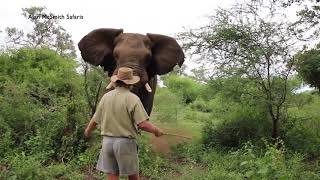 MAN HALTS CHARGING ELEPHANT [upl. by Goodrow185]