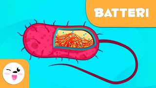 Cosa sono i batteri – Scienza per bambini [upl. by Nifled11]