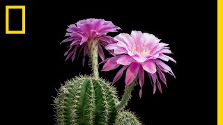 TimeLapse Beautiful Cacti Bloom Before Your Eyes  Short Film Showcase [upl. by Heshum963]