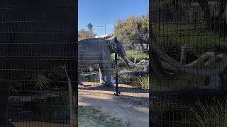 La Brea Tar Pits in Los Angeles CA labrea losangeles california fossils [upl. by Adnat109]