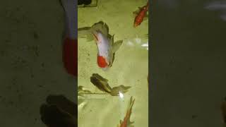 Fi fish guppy aquarium fishing tamil trend [upl. by Nosnar]