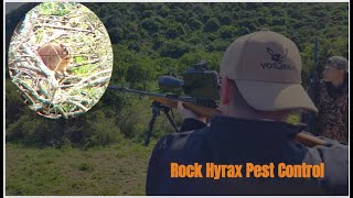 Rock hyrax pest control using 22 rimfires [upl. by Anirtap]