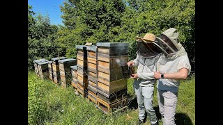 Wie ist eigentlich ein Bienenstock aufgebaut 2022 [upl. by Aneerb772]