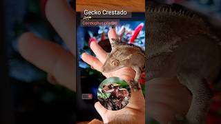 Gecko crestado Correlophus ciliatus de donde son y curiosidades shorts gecko [upl. by Ssecnirp]