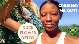 I took the most POWERFUL Colon Stomach Cleanse in Jamaica  Duck Flower Detox [upl. by Wulf]